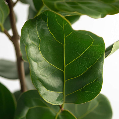 Ficus Lyrata - Geigenblattpflanze