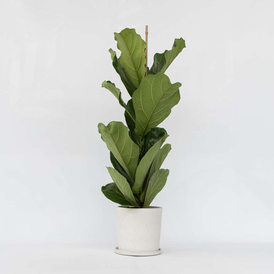 Ficus Lyrata - Geigenblattpflanze