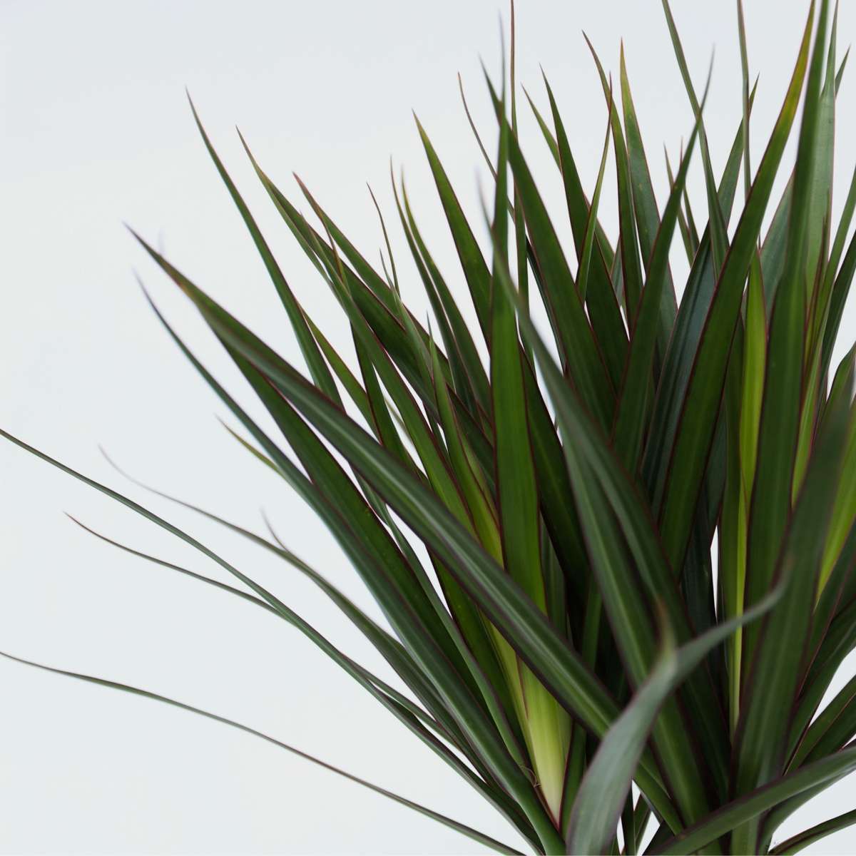 Dracaena marginata - Drachenbaum