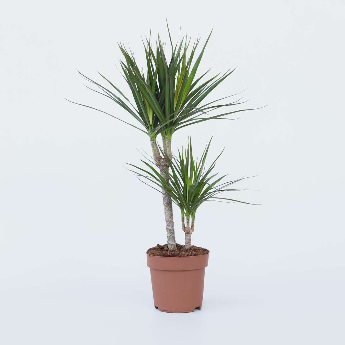 Dracaena marginata - Drachenbaum