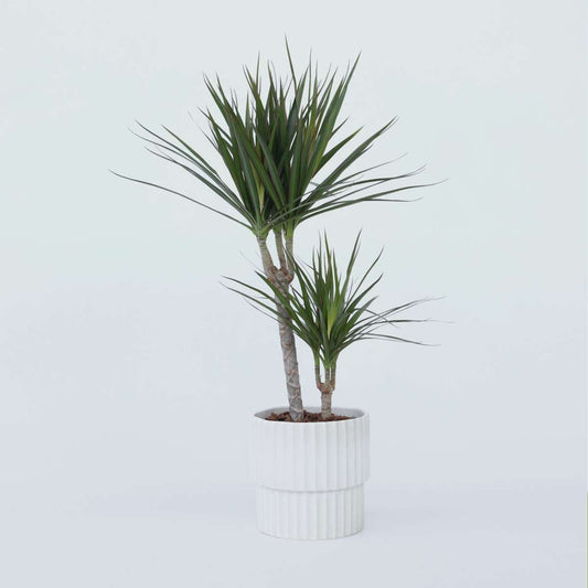 Dracaena marginata - Drachenbaum