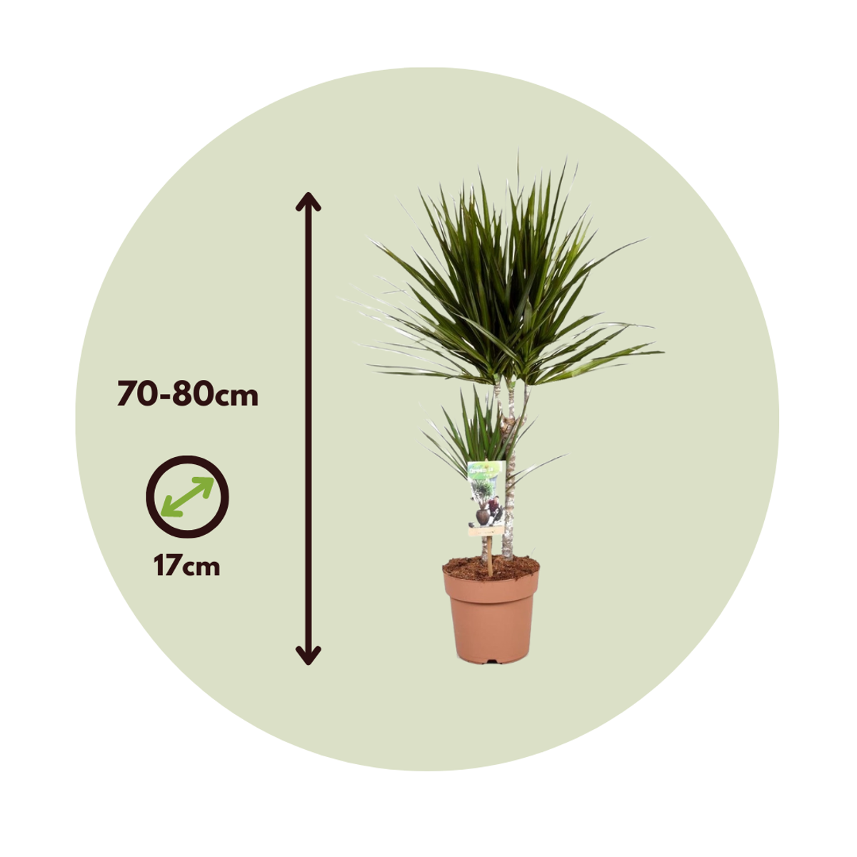 Dracaena marginata - Drachenbaum
