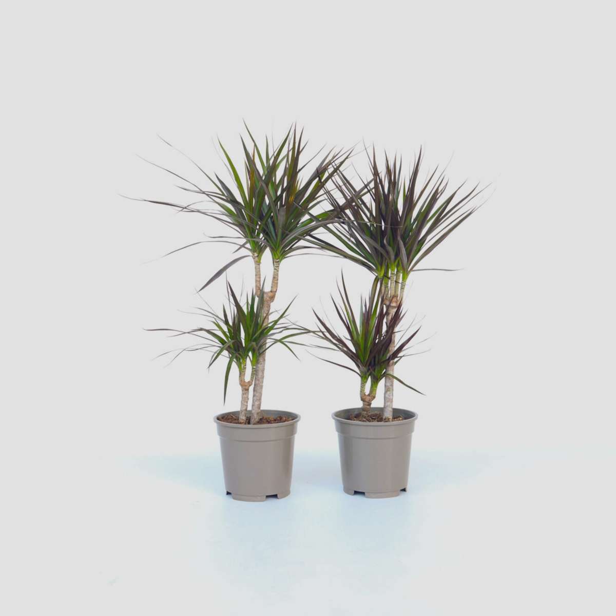 Dracaena marginata - 4er Set - Drachenblutbaum