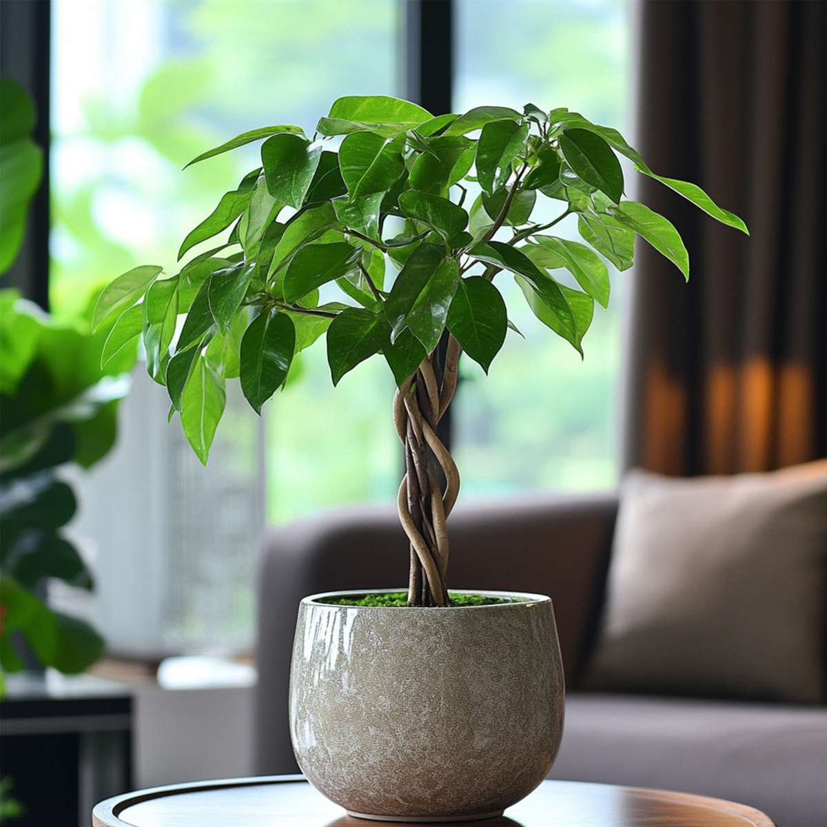 Pachira aquatica 'Money Tree' - Mit Blumenerde