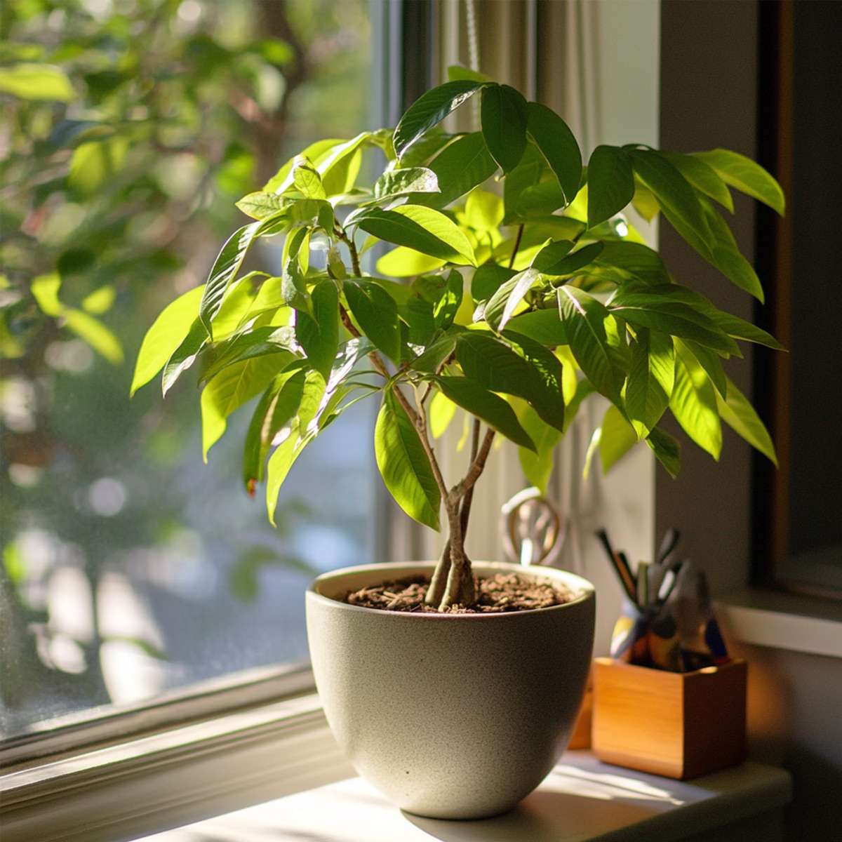 Pachira aquatica 'Money Tree' - Mit Blumenerde