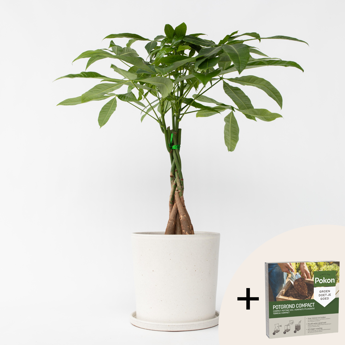 Pachira aquatica 'Money Tree' - Mit Blumenerde