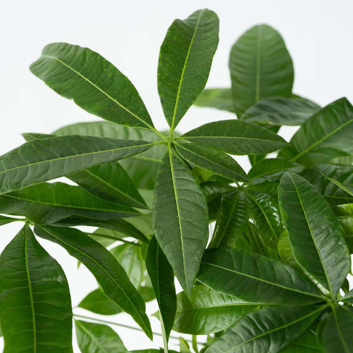 Pachira aquatica 'Money Tree' - Mit Blumenerde