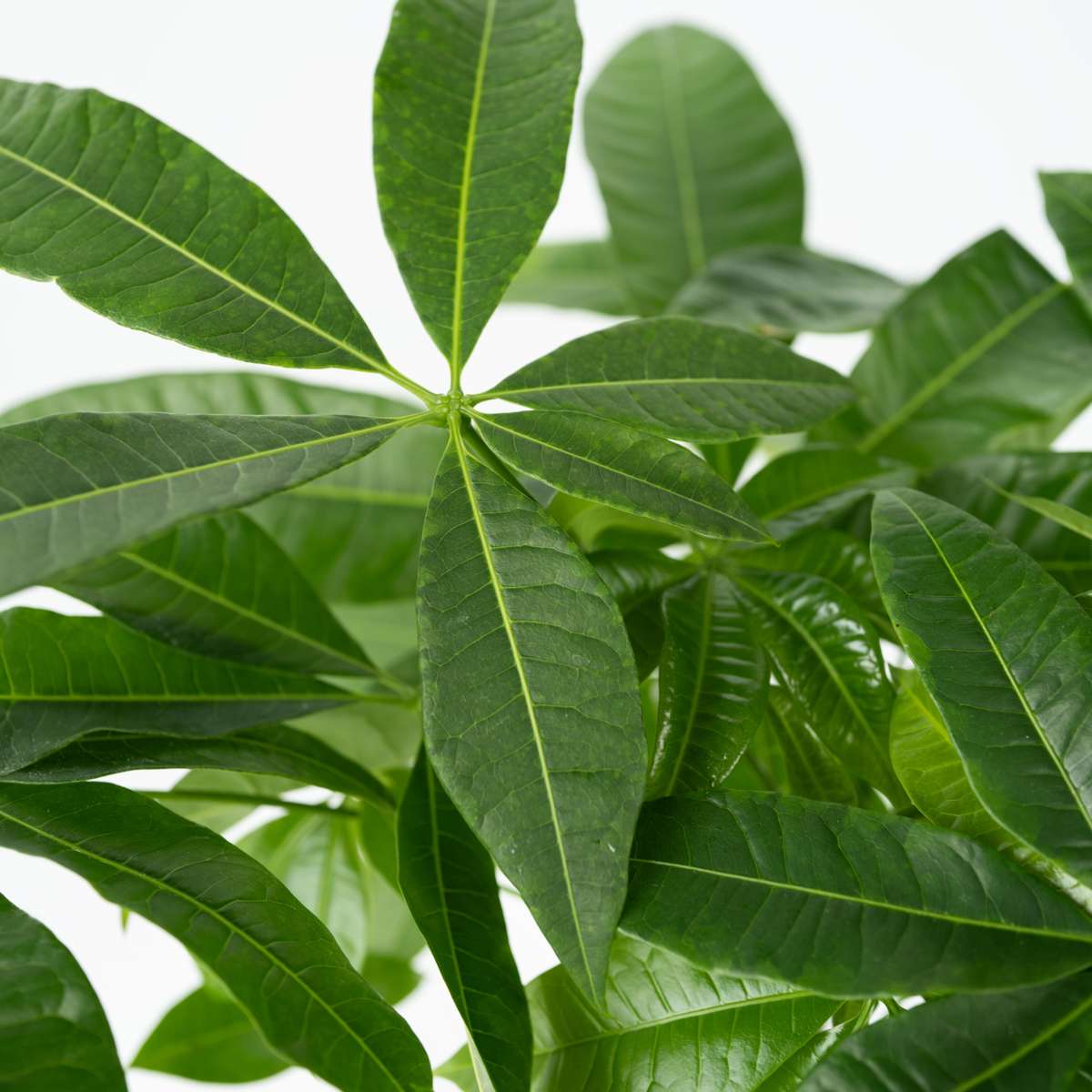 Pachira aquatica 'Money Tree' - Mit Blumenerde