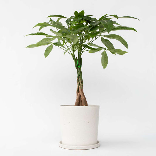 Pachira aquatica 'Geldbaum'
