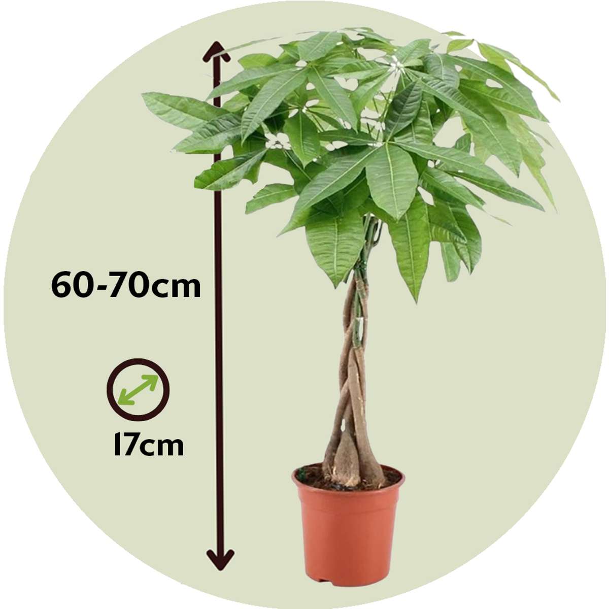 Pachira aquatica 'Money Tree' - Mit Blumenerde
