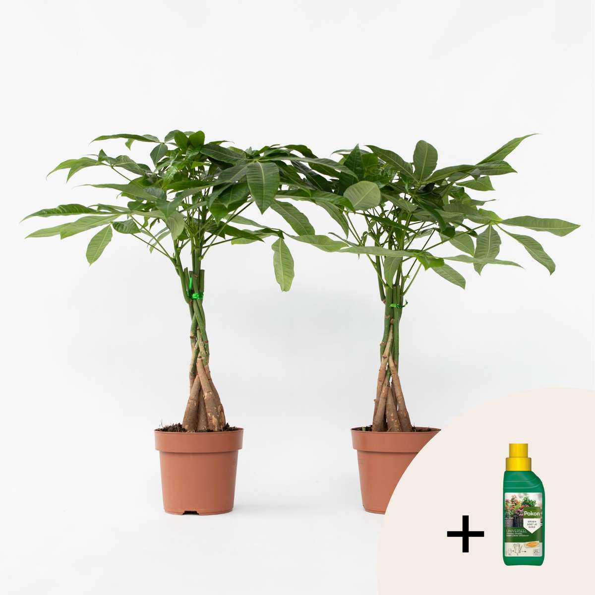 Pachira aquatica - 2er-Set - Inklusive Pflanzennahrung