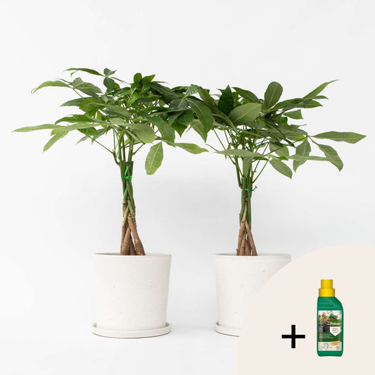 Pachira aquatica - 2er-Set - Inklusive Pflanzennahrung