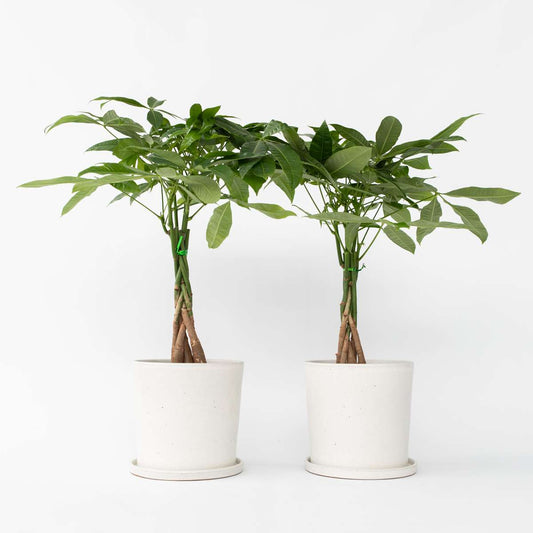 Pachira aquatica 'Geldbaum' - 2er-Set