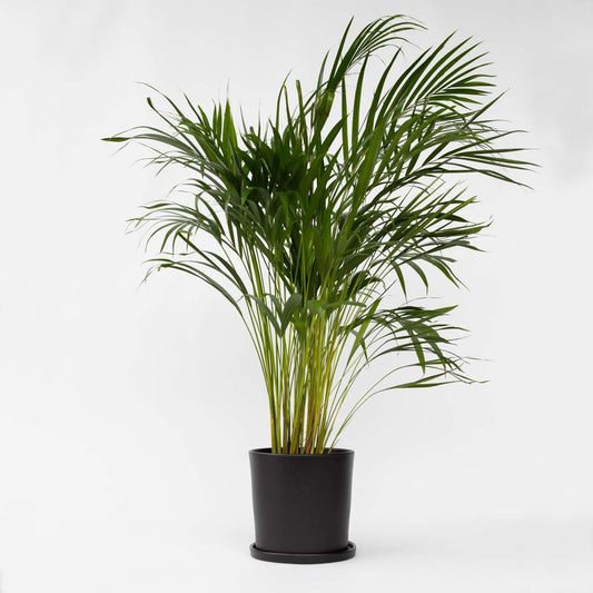 Dypsis Lutescens - Areca - Goldpalme