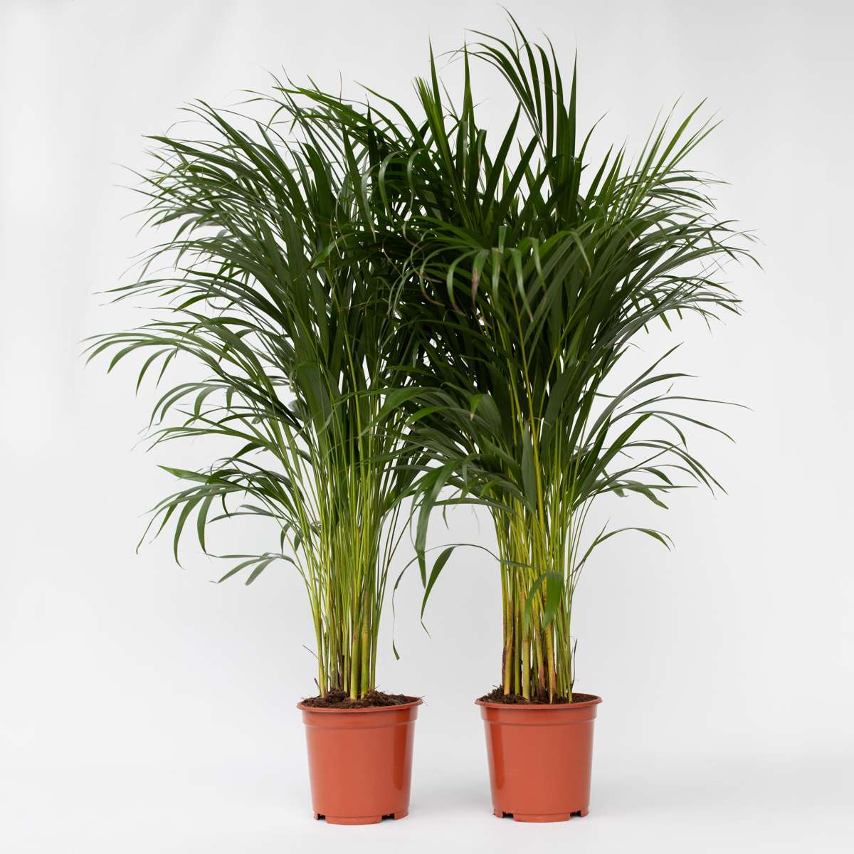Dypsis Lutescens - 2er-Set - Areca