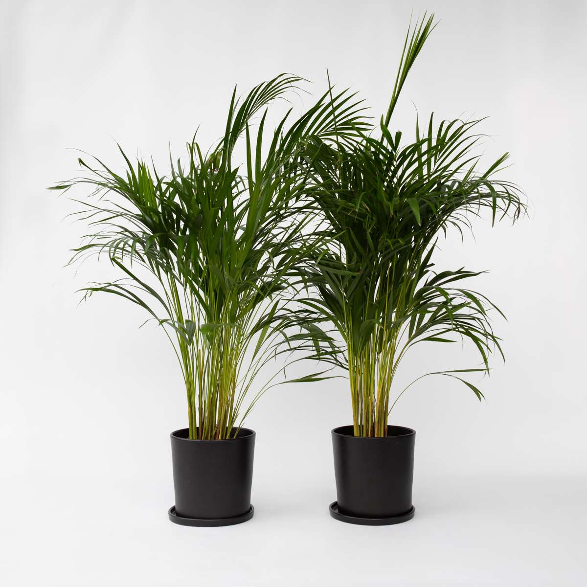 Dypsis Lutescens - 2er-Set - Areca