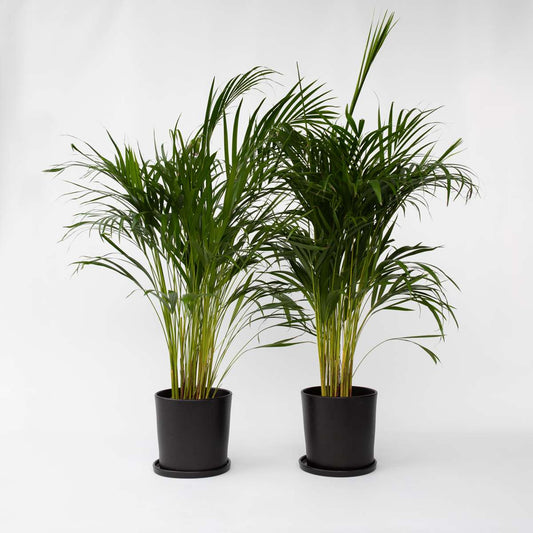 Dypsis Lutescens - 2er-Set - Areca