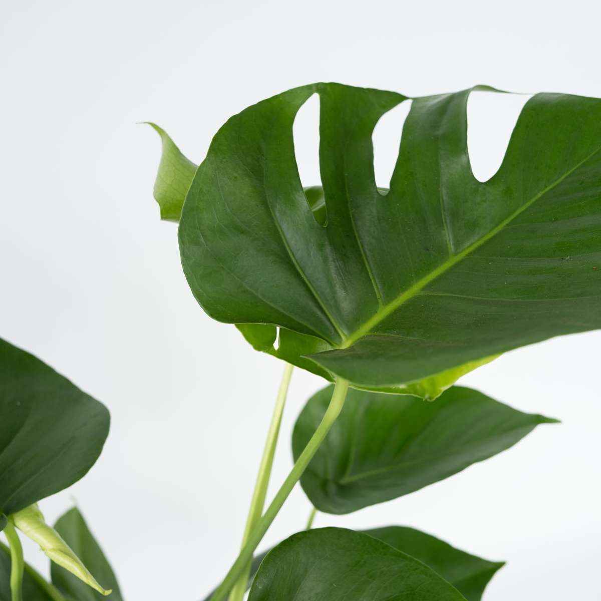 Monstera Deliciosa – Einschließlich Pflanzennahrung