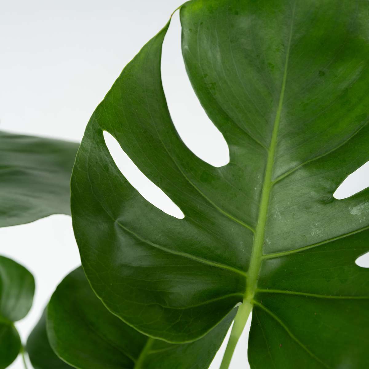 Monstera Deliciosa – Einschließlich Pflanzennahrung