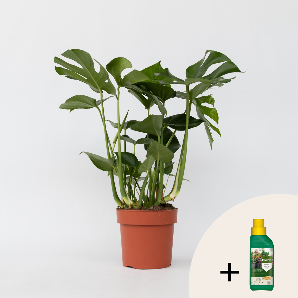 Monstera Deliciosa – Einschließlich Pflanzennahrung