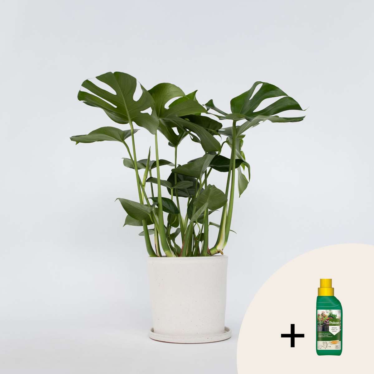 Monstera Deliciosa – Einschließlich Pflanzennahrung