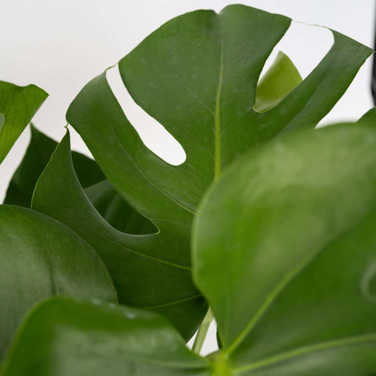 Monstera Deliciosa – Einschließlich Pflanzennahrung