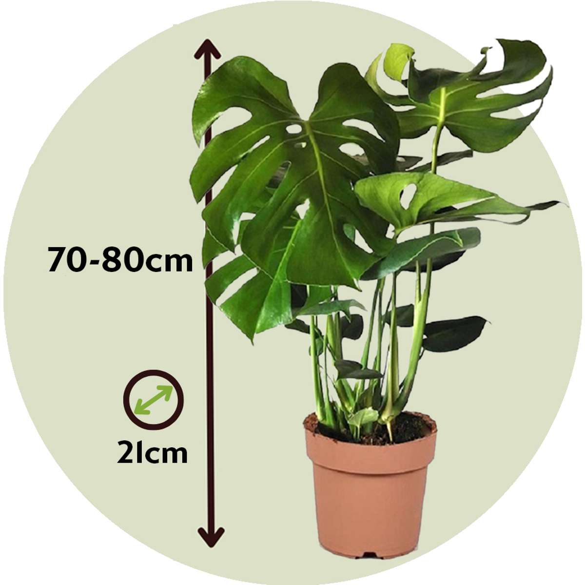 Monstera Deliciosa XL - 2er-Set - Fensterblatt