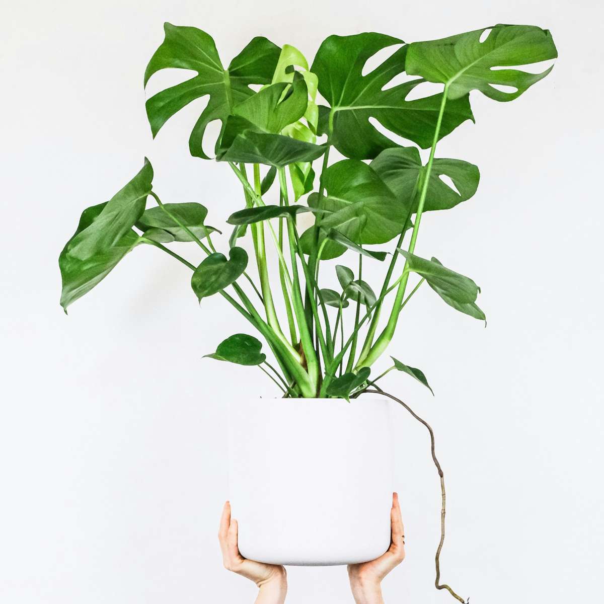Monstera Deliciosa XL - 2er-Set - Fensterblatt