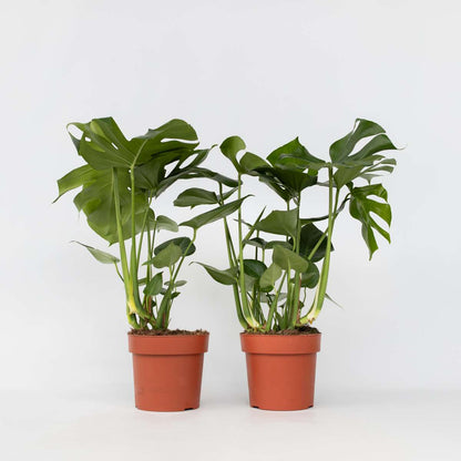 Monstera Deliciosa XL - 2er-Set - Fensterblatt