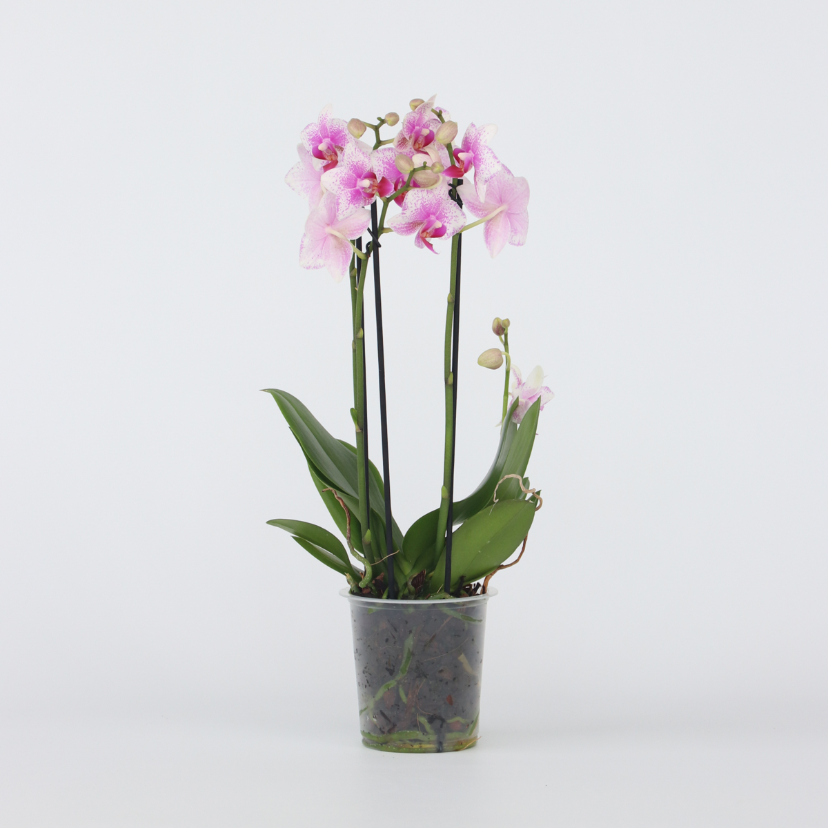 Phalaenopsis Multiflora - Orchidee rosa