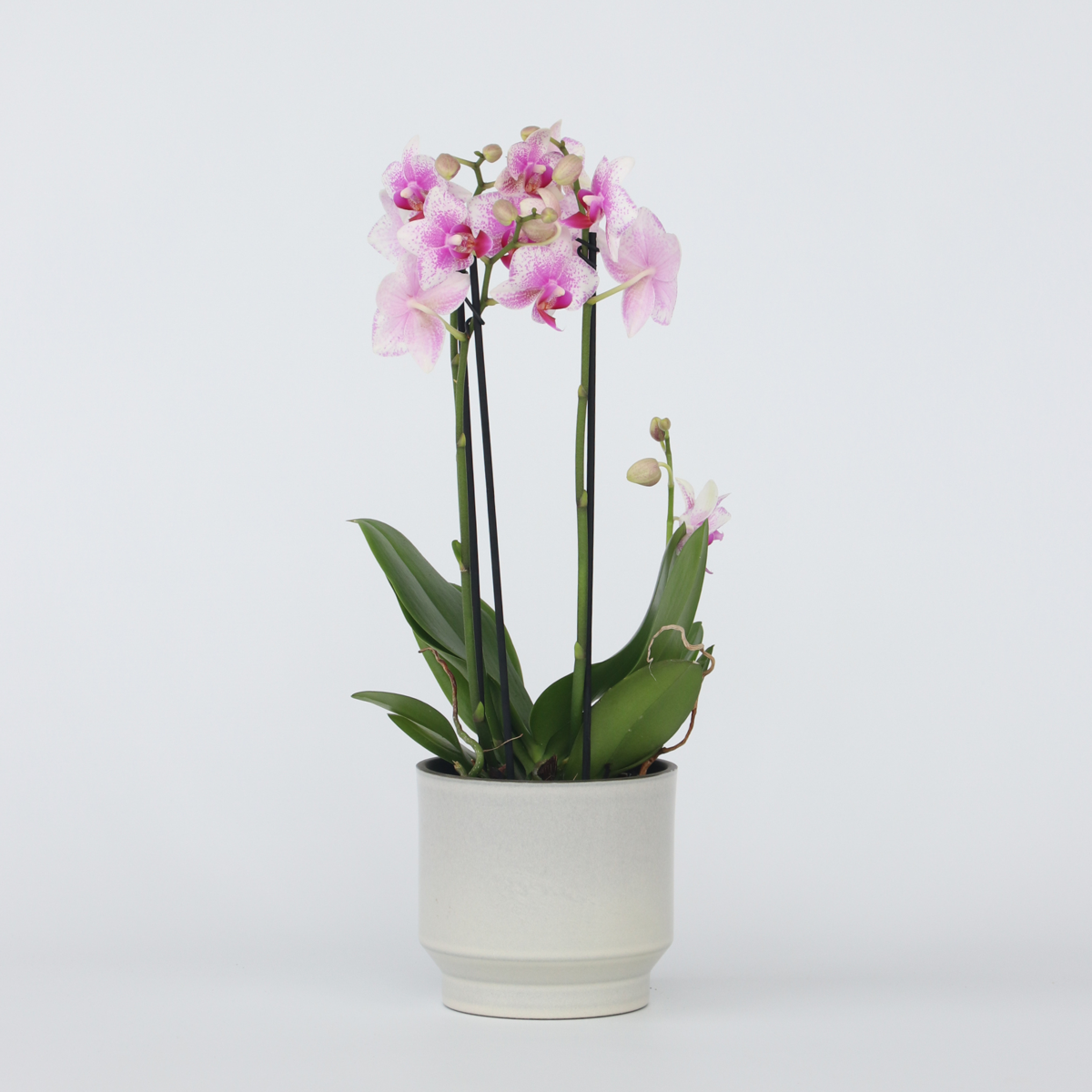 Phalaenopsis Multiflora - Orchidee rosa