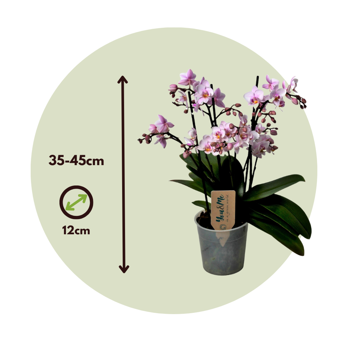 Phalaenopsis Multiflora - Orchidee rosa