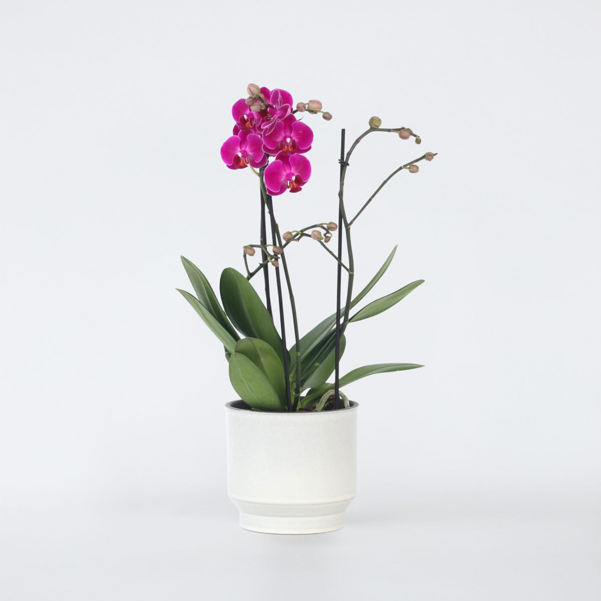 Phalaenopsis Multiflora - Orchidee Lila
