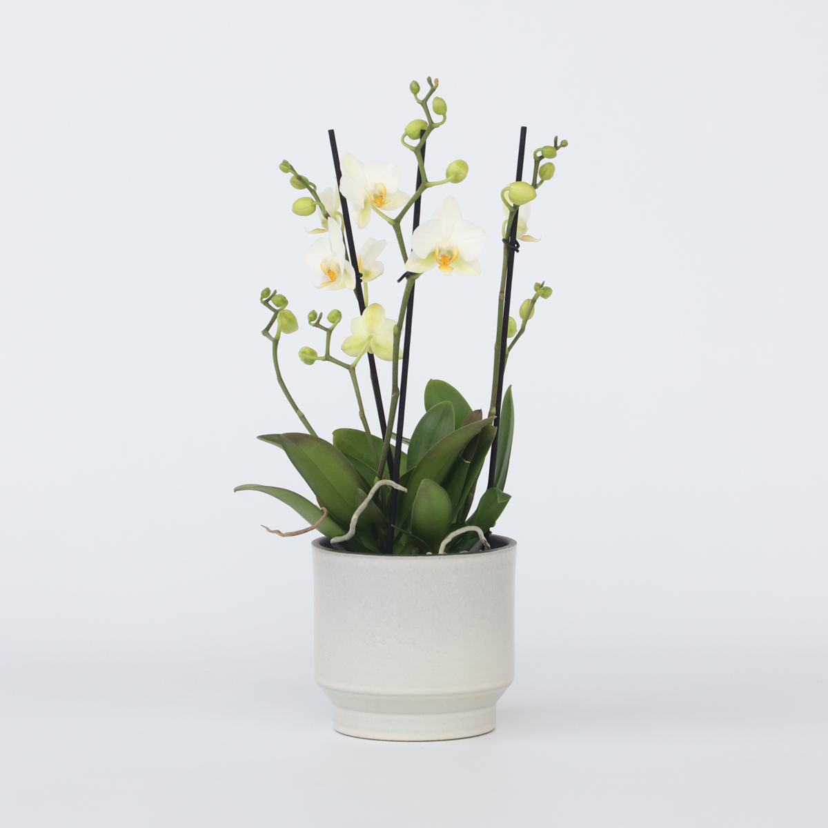 Phalaenopsis Multiflora - Orchidee Wit