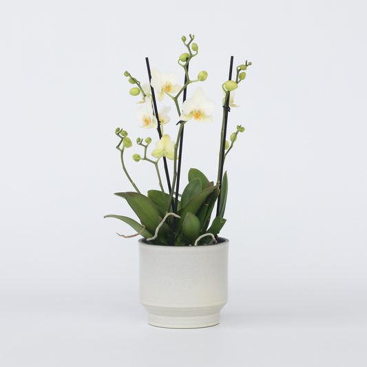 Phalaenopsis Multiflora - Orchidee Wit