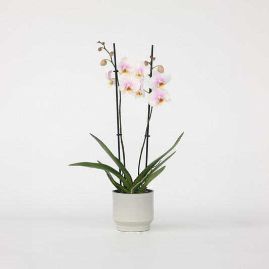 Phalaenopsis - Orchideenrosa