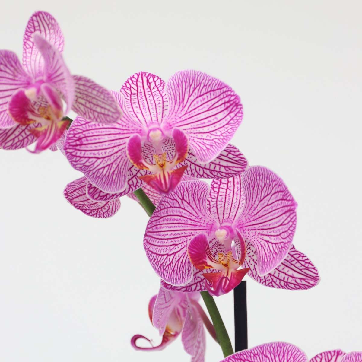 Phalaenopsis - Orchidee Lila