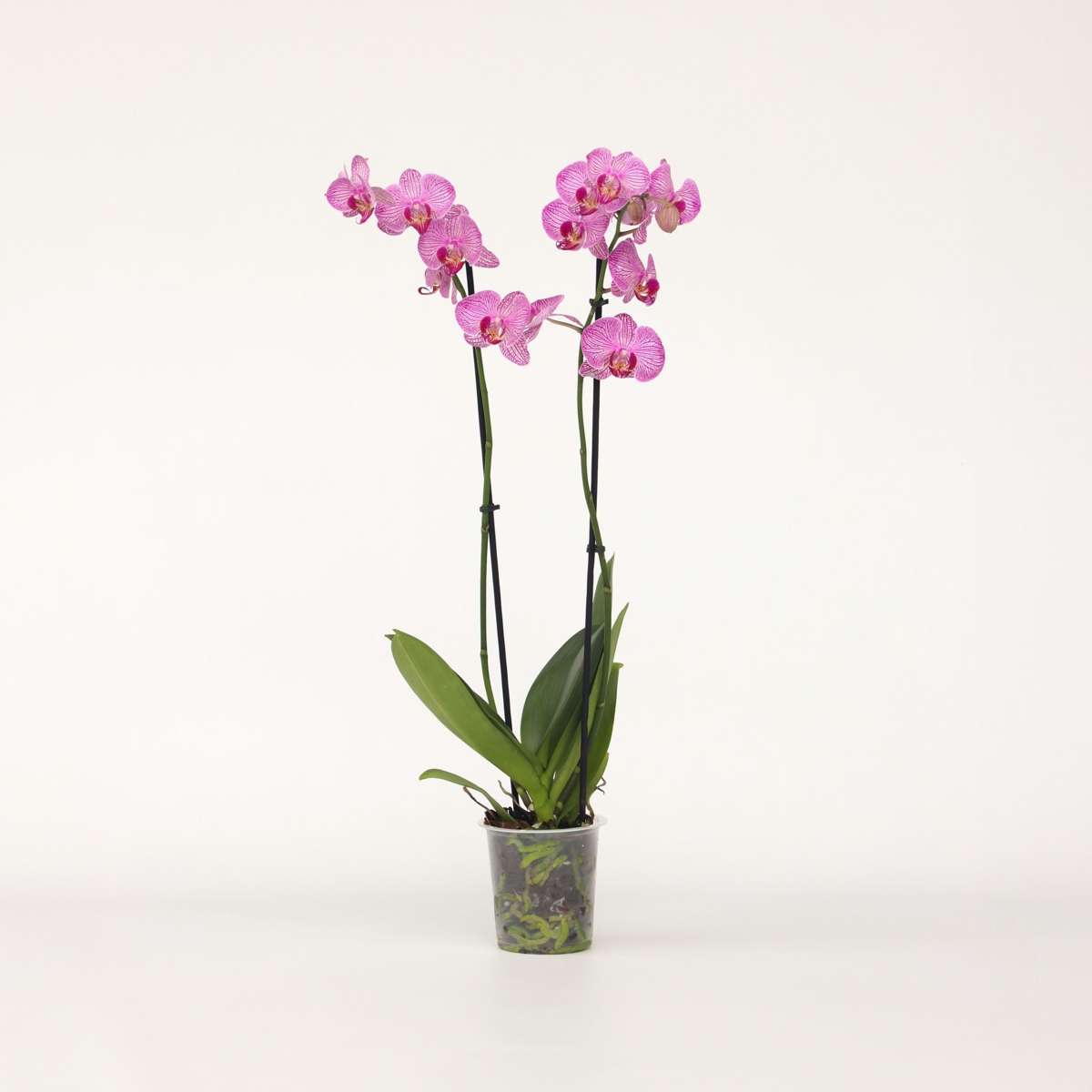 Phalaenopsis - Orchidee Lila