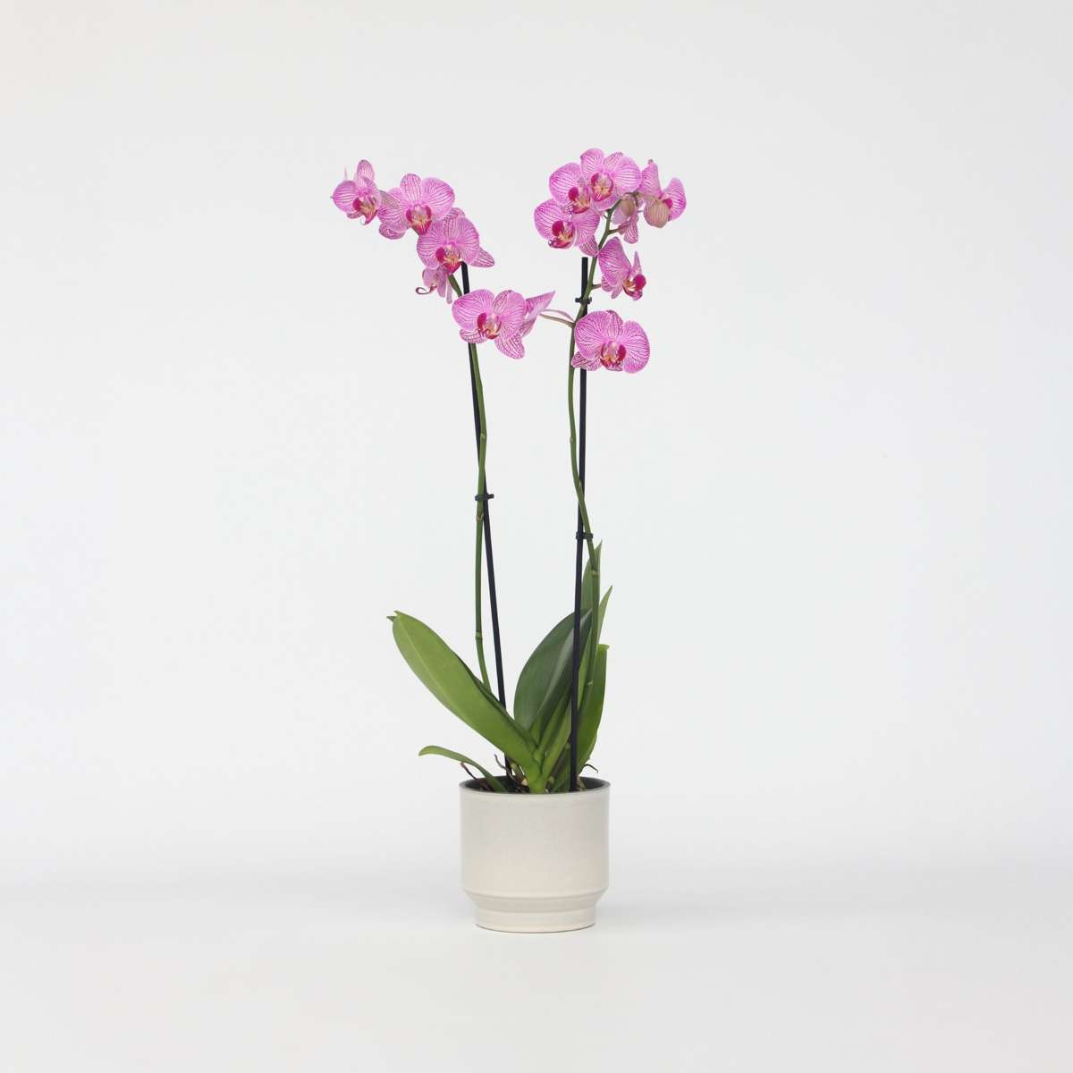 Phalaenopsis - Orchidee Lila