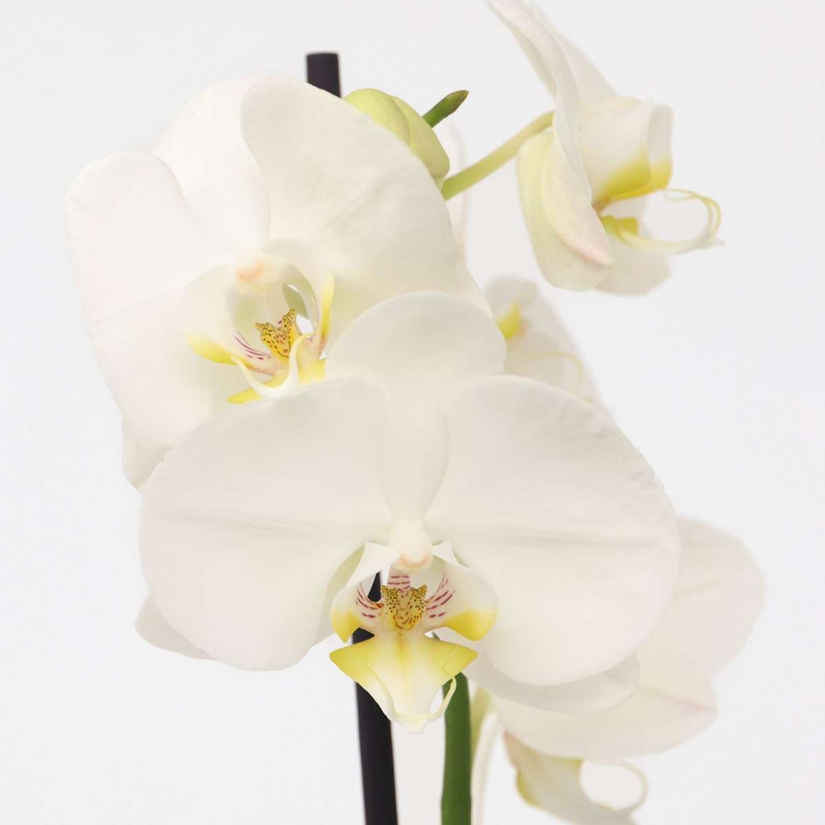 Phalaenopsis - Orchidee Weiß