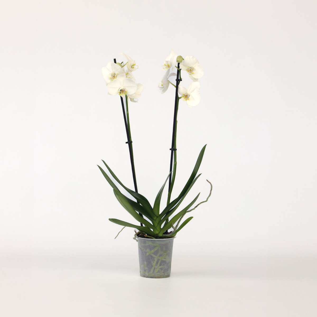 Phalaenopsis - Orchidee Weiß