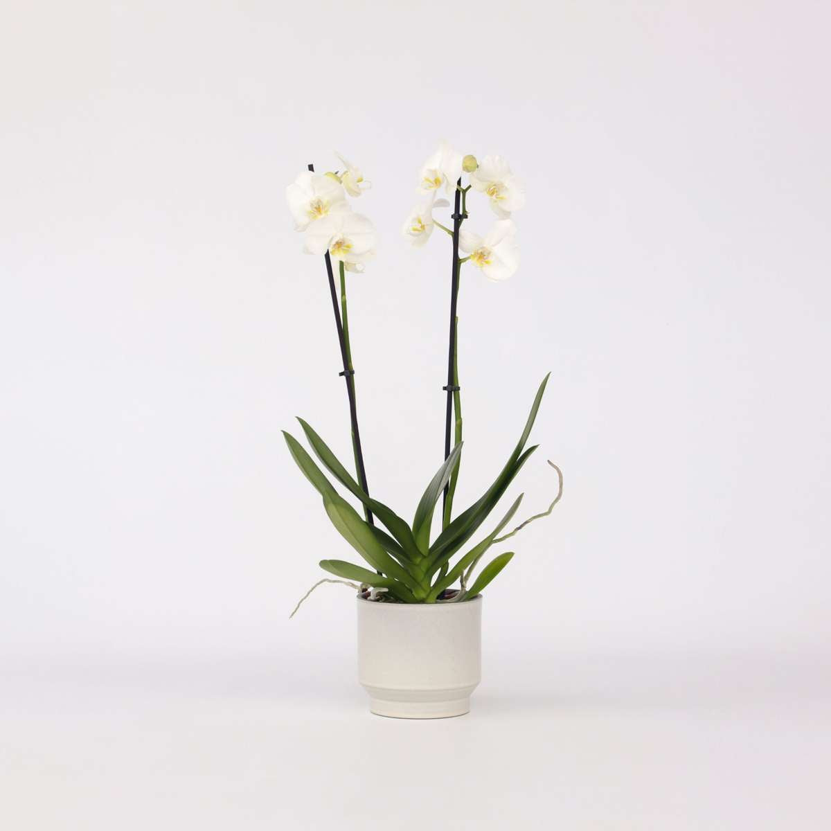 Phalaenopsis - Orchidee Weiß