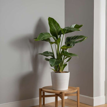 Strelitzia Nicolai – Paradiesvogelblume