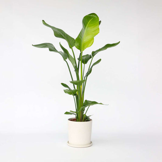 Strelitzia Nicolai – Paradiesvogelblume