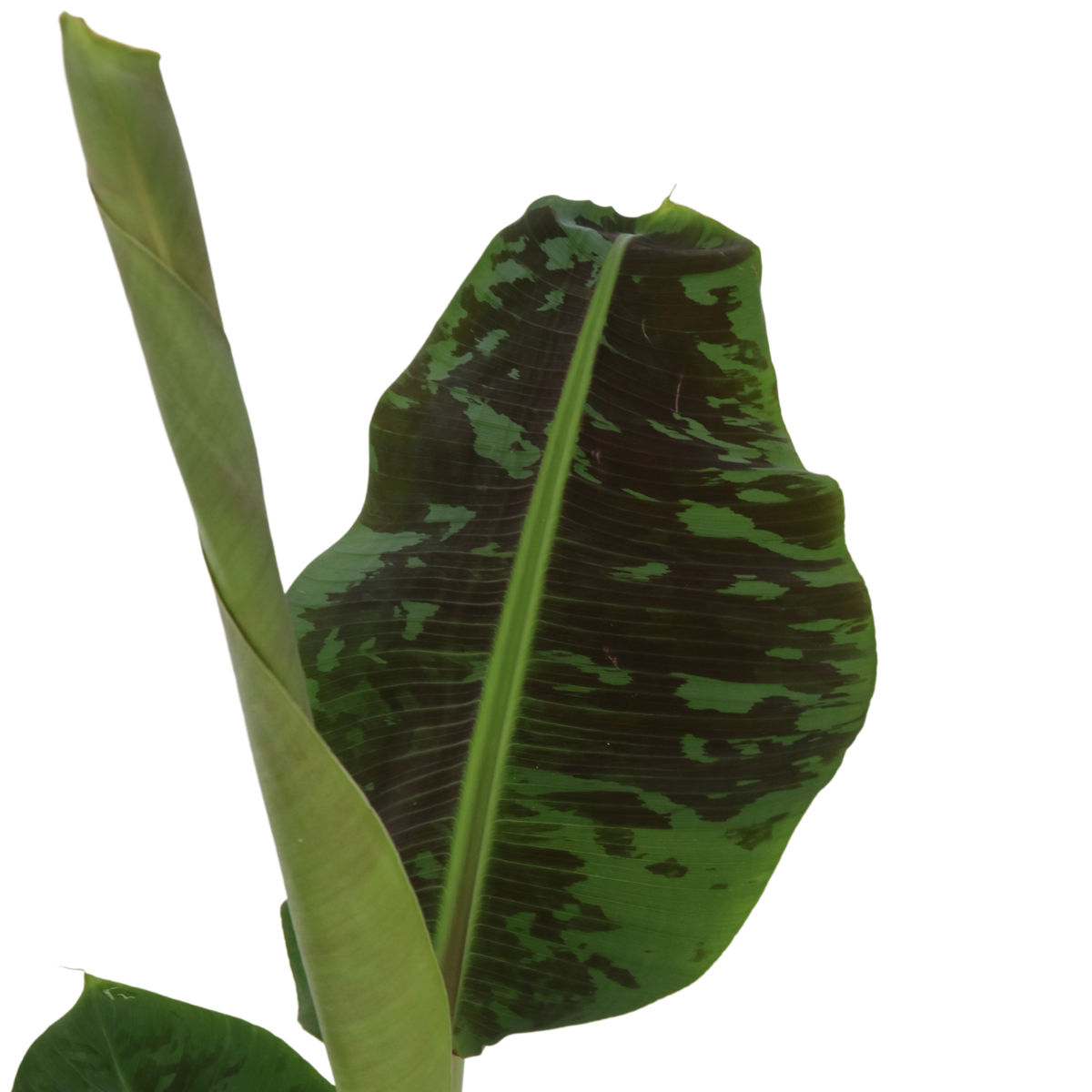 Musa Cavendish - Zwerg-Cavendish