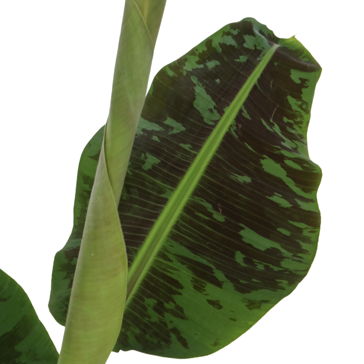 Musa Cavendish - Zwerg-Cavendish