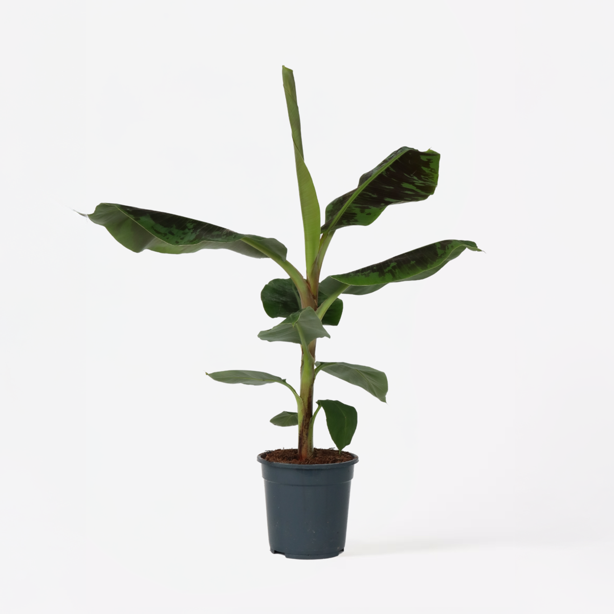Musa Cavendish - Zwerg-Cavendish