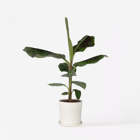 Musa Cavendish - Zwerg-Cavendish