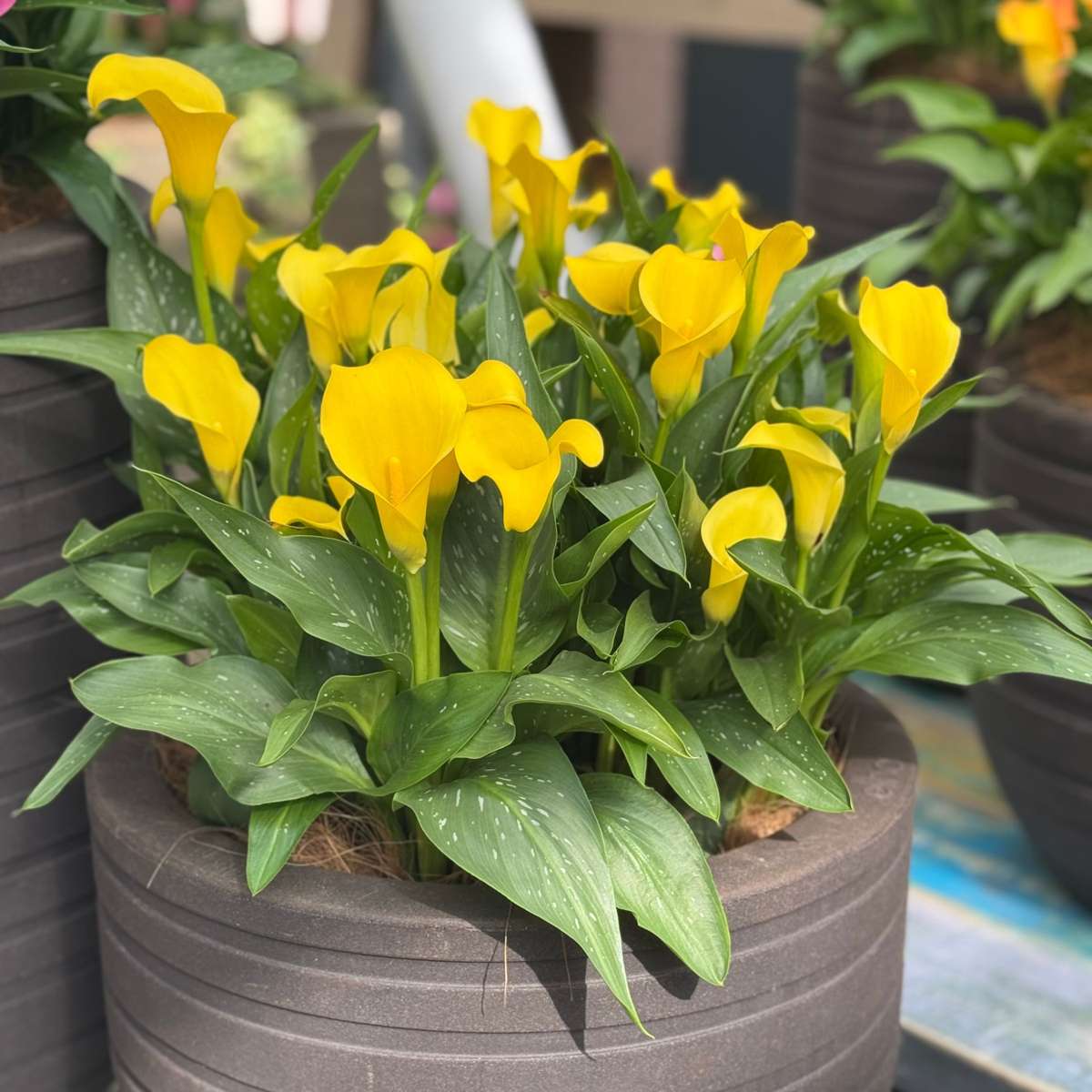 Calla 'Ruby' - Aronstab - Gelb