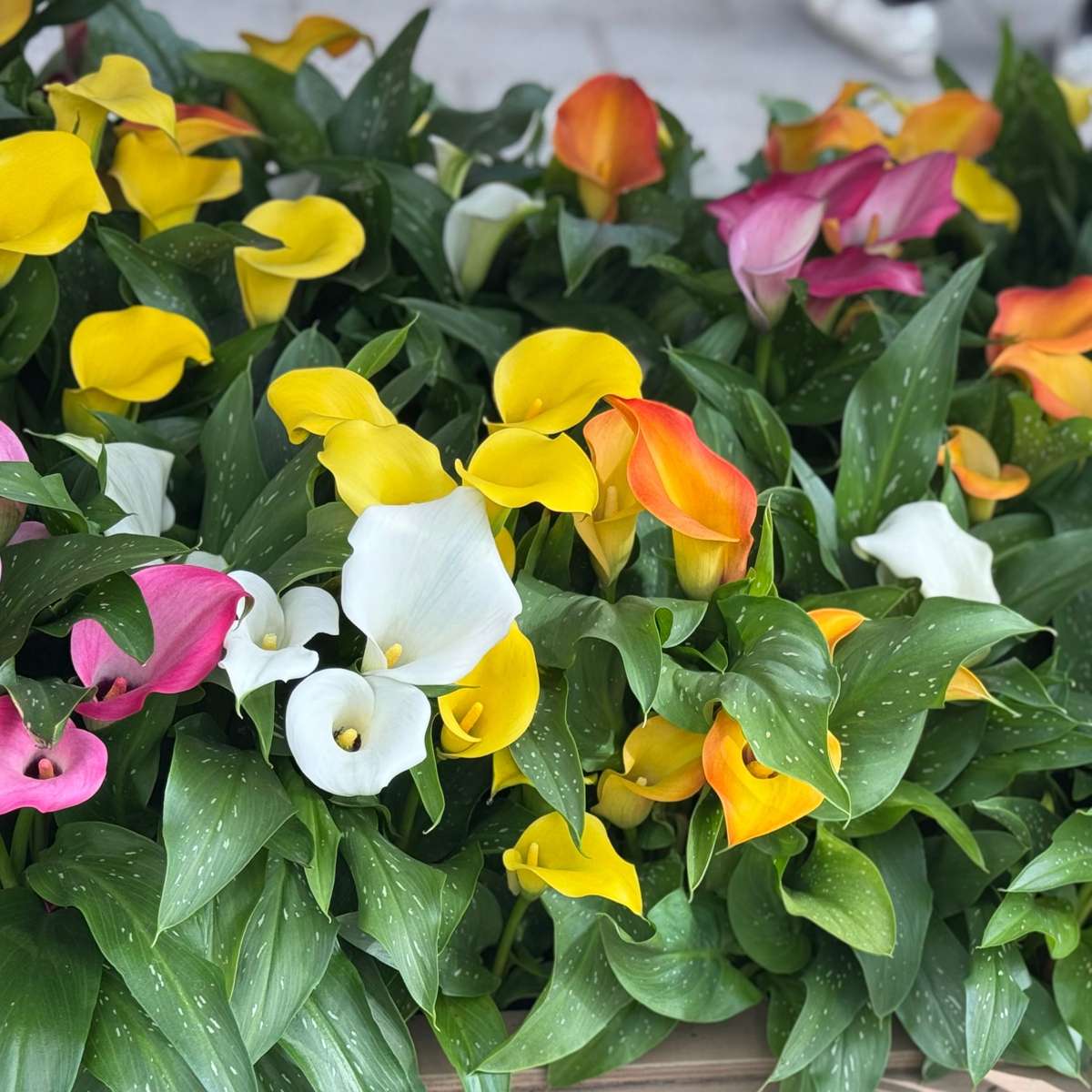 Calla 'Ruby' - Aronstab - Gelb